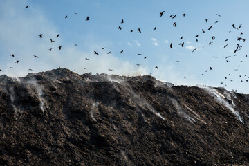 Birds flying over landfill