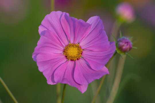 single cosmos flower in the morning