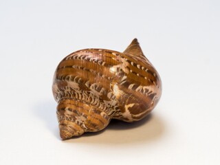 Spiral shaped sea shell, protective outer layer of the marine snail mollusk