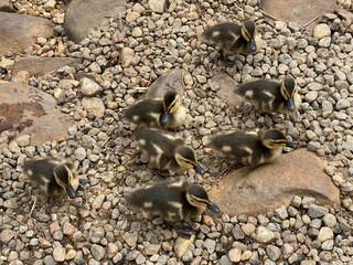 Canetons duveteux sur la rive rocailleuse. Bébés canards en nature. Colvert sur des petites roches.