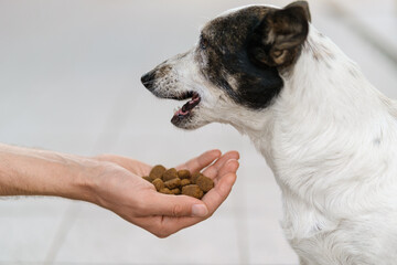 Close up shot of a cute black and white dog eating kibble dog food from man's hand.