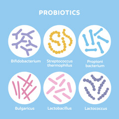 Probiotics bacteria set. Gut microbiota with healthy prebiotic bacillus. Lactobacillus, streptococcus, bifidobacteria and other microorganisms for biotechnology. Flat vector illustration.