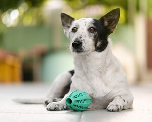Close up shot of a cute black and white dog lying down, green rubber toy between her legs.