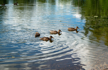 ducks swim in the pond