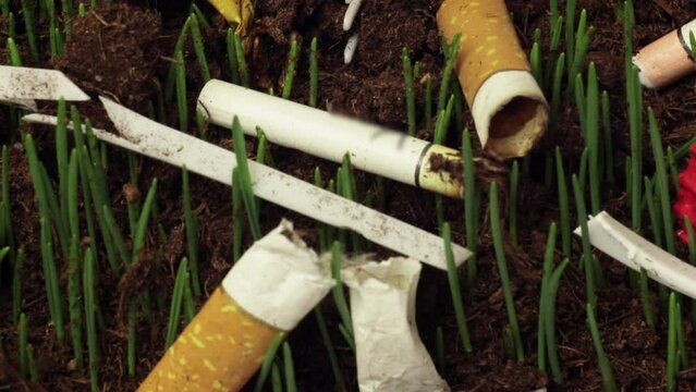 Trash lying on the ground and green grass growing from under it in timelapse macro. Cigarette buds and plastic garbage are thrown on earth and plants try to get out. Man and nature confrontation