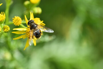 fly on yellow flower, Kilkenny, Ireland

