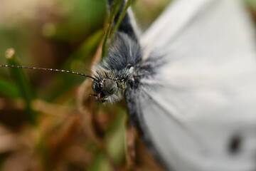 Close-up of Large White (Pieris brassicae) butterfly, Kilkenny, Ireland