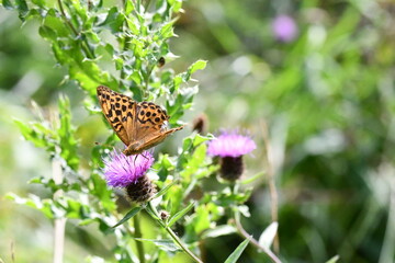 Obraz premium Pearl-bordered Fritillary (Clossiana euphrosyne) butterfly, Kilkenny, Ireland