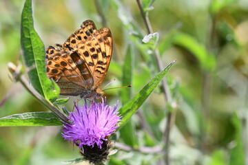 Pearl-bordered Fritillary (Clossiana euphrosyne) butterfly, Kilkenny, Ireland