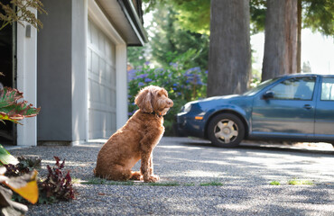 Dog sitting in front of the house on the driveway, while looking at the neighborhood. Side profile of happy female Labradoodle dog enjoying the shade and watching the neighborhood. Selective focus.