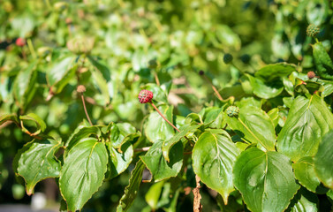Dogwood berries or fruits on plant branch. Stunning and unusual berries in multiple sizes and colors. Known as flowering dogwood, pink dogwood or Cornus florida. Nature background.
