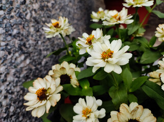 Obraz premium Zinnia flowers in the garden