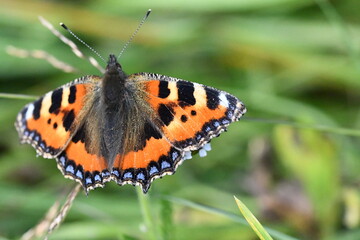 Obraz premium Small Tortoiseshell (Aglais urticae) butterfly, Kilkenny, Ireland