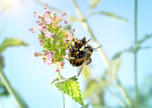 Wool carder bees mating on a catnip plant. Side view of male bee behind female bee. Known as convenience polyandry. Male bees protect a patch of flowers and mate. Anthidium manicatum. Selective focus.