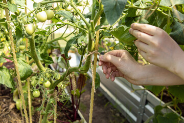 Naklejka na ściany i meble Woman ties up tomatoes. Natural. Growing tomatoes in greenhouse