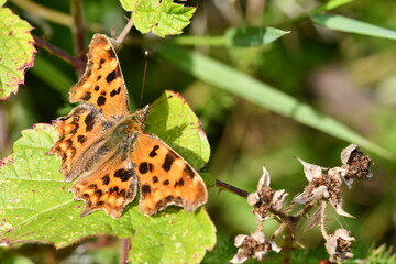 Comma (Polygonia c-album) butterfly, Kilkenny, Ireland