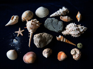 Shells are treasures of the sea left on the shore.I collected these shells over many years before I realized that it was not a good thing to do as other sea creatures might use hem such as hermit crab