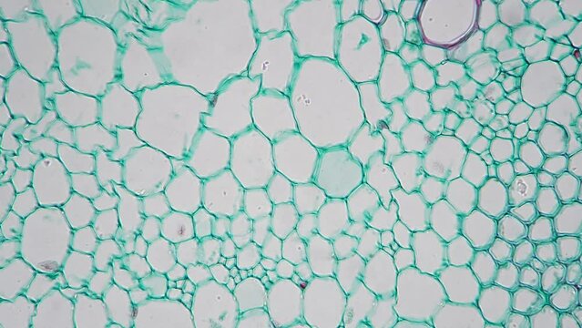 Stem of dicotyledon in transversal section cut filmed under microscope on bright field 400x. Scientific slide with plant piece magnified in lots of times with green bundles of chloroplasts cells