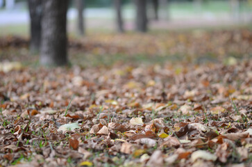 Selective focus shot of dry leaves on the ground with a blurred background