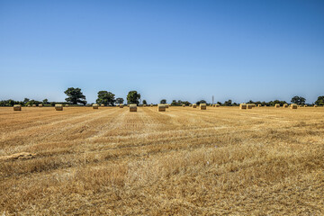 Fototapeta premium Harvesting the hay fields in Norfolk