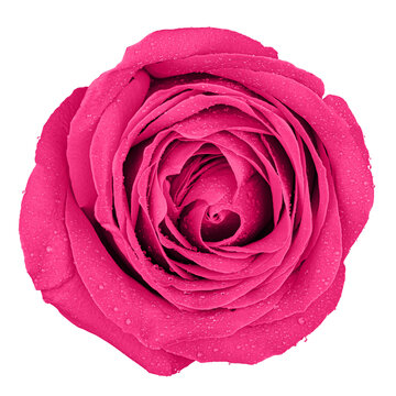 Pink rose with rain drops