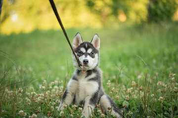 Naklejka na ściany i meble Beautiful young purebred husky puppy on a walk on a leash in the park.
