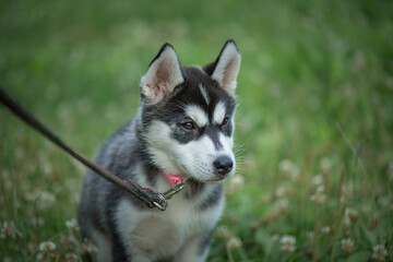 Fototapeta premium Beautiful young purebred husky puppy on a walk on a leash in the park.