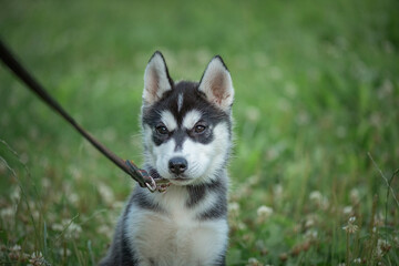Beautiful young purebred husky puppy on a walk on a leash in the park.