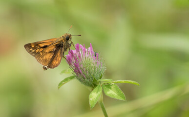 Large skipper (Ochlodes venatus)  is a skipper butterfly species in the family Hesperiidae. 