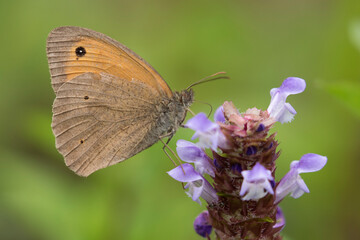 Obraz na płótnie Canvas Meadow brown (Maniola jurtina) is a butterfly species widely often abundant; it is common to all types of pasture, such as flowery meadows, grassy slopes, neglected cultivated areas, open hedges...