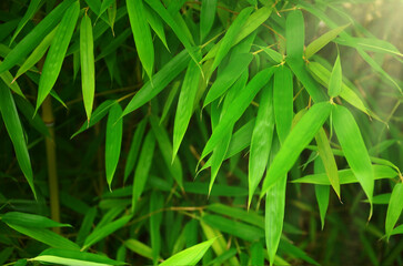 A bamboo tree  grows in the garden .Natural background with green leaves of bamboo tree . Planting growing bamboo outdoors or landscaping concept.