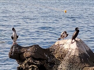 Oiseaux sur les rochers.