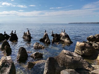 Rochers avec des nids des oiseaux. A Umag.