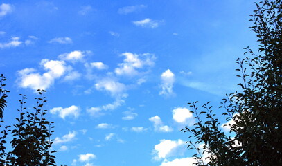 Trees and blue sky in nature outdoors.