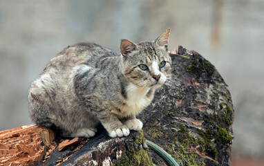 A feral cat watching a bird on a trunk