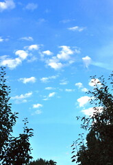 Trees and blue sky in nature outdoors.