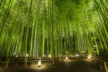 嵐山　竹林ライトアップ