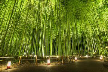 嵐山　竹林ライトアップ