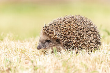hedgehog on the grass..