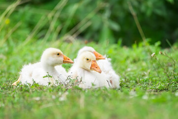 Sunny summer landscape with domestic geese on meadow. Geese graze on green grass..