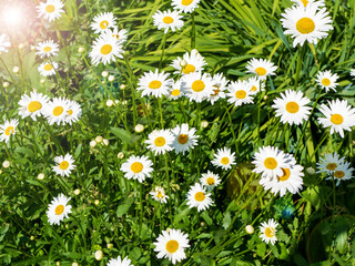 Green grass and chamomile in the meadow. Summer nature scene with blooming white daisies in sun glare
