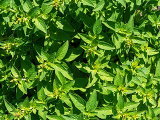 Top view of a mint bush with green leaves for drinks, tea and cocktails, or cosmetic products