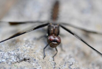 close up of a dragonfly