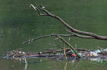 Nile geese in a polluted river