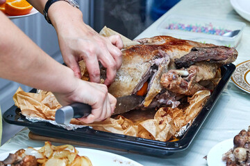 female hands butchering a goose baked in the oven