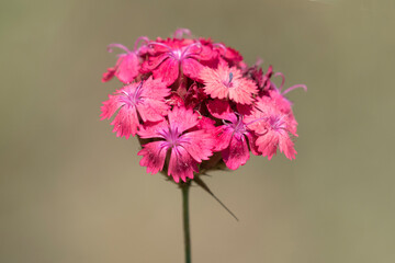 Flower head of a 'beautiful carnation' (Dianthus calocephalus)