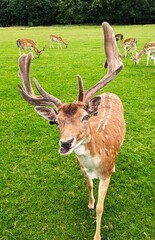 ciervo en phoenix park