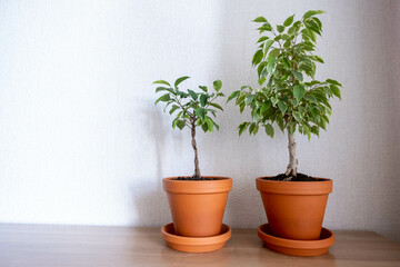 Fototapeta premium plant in a clay pot