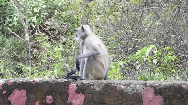 Hanuman Langur sitting