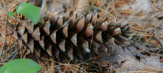 pine cone on the ground in the wild canadian forest in Quebec